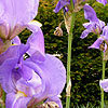 Iris Pallida