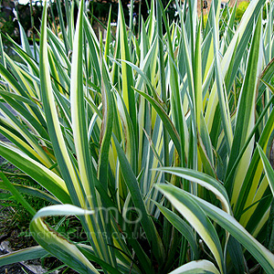 Iris Pallida 'Aurea Variegata' - Bearded Iris