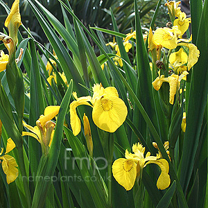 Iris Pseudacorus - Yellow Water Flag