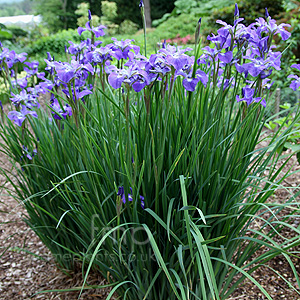 Iris Sibirica 'Ann Marie Troeger'