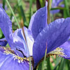 Iris Sibirica - Navy Brass