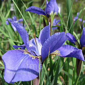 Iris Sibirica 'Navy Brass' - Siberian Iris
