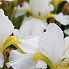Iris Sibirica - Whiteswirl
