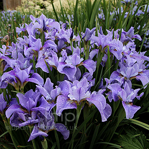 Iris  Sibirica 'Peg Edwards'