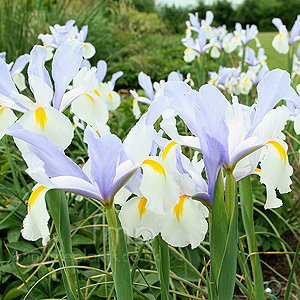 Iris 'Silver Beauty'