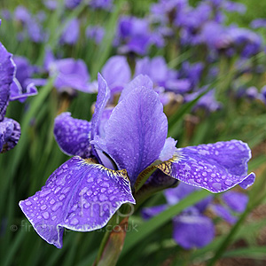 Iris  Sibirica 'Silver Edge'