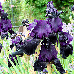 Iris 'Swazi Princess'