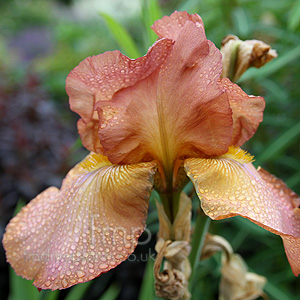 Iris 'Tarn Hows'