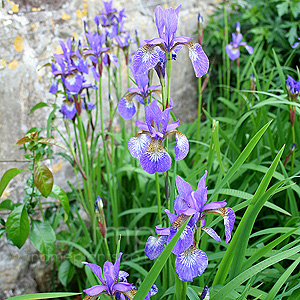 Iris Sibirica 'Tropic Night'