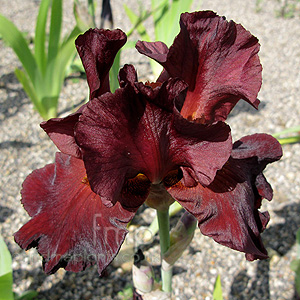 Iris  'Winemaster'