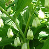 Convallaria Majalis