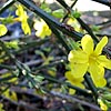 Jasminum Nudiflorum