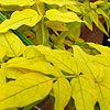 Jasminum Officinalis - Aureum