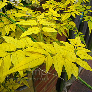 Jasminum Officinalis 'Aureum' - Golden Jasmine, Jasminum