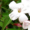 Jasminum Officinale