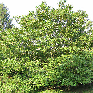 Juglans Cathayensis - Walnut, Juglans