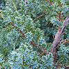 Juniperus Chinensis - Blue Alps