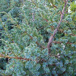Juniperus Chinensis 'Blue Alps'