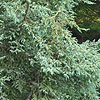 Juniperus Squamata - Chinese Silver