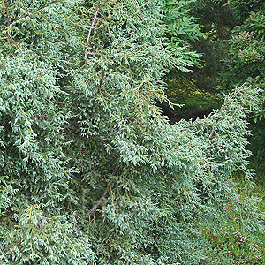 Juniperus Squamata 'Chinese Silver'