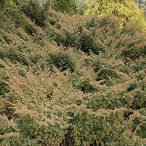 Juniperus Communis - Juniper