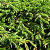 Juniperus Communis - Repanda