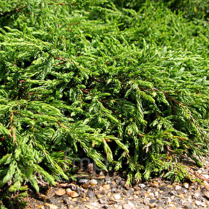 Juniperus Communis 'Repanda'