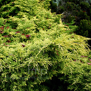 Juniperus X Media 'Gold Sovereign' - Juniper