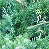 Juniperus Chinensis - Kaizuka Variegata