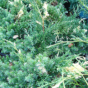 Juniperus Chinensis 'Kaizuka Variegata' - Juniper