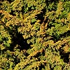 Juniperus  Chinensis - Plumosa Aurea