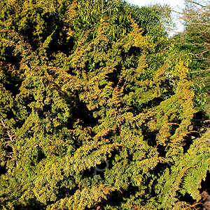 Juniperus  Chinensis 'Plumosa Aurea'