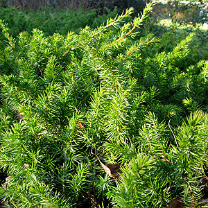 Juniperus  Rigida 'Conferta'