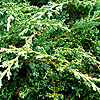 Juniperus Chinensis - Sargentii