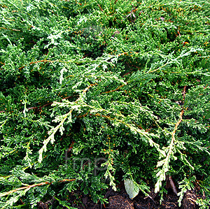 Juniperus Chinensis 'Sargentii' - Chinese Juniper
