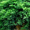 Juniperus Scopulorum - Prostrata