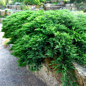 Juniperus Scopulorum 'Prostrata' - Rocky Mountain Juniper