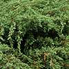 Juniperus Squamata