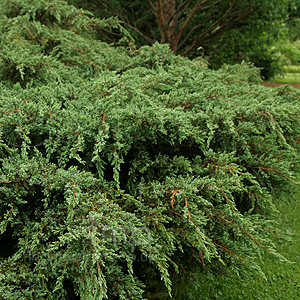 Juniperus Squamata - Juniper
