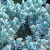 Juniperus Squamata - Blue Star