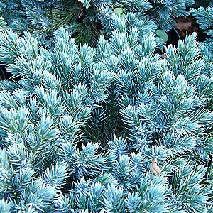 Juniperus Squamata 'Blue Star' - Juniper