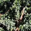 Juniperus Squamata - Meyeri
