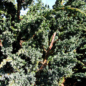 Juniperus Squamata 'Meyeri' - Juniper