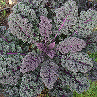 Kale 'Red Bor' - Ornamental Kale