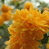 Kerria Japonica - Pleniflora