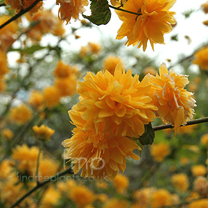 Kerria Japonica 'Pleniflora' - Batchelor's Buttons, Japanese Marigold Bush