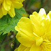 Kerria Japonica - Pleniflora