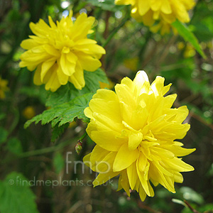 Kerria Japonica - Batchelor's Buttons