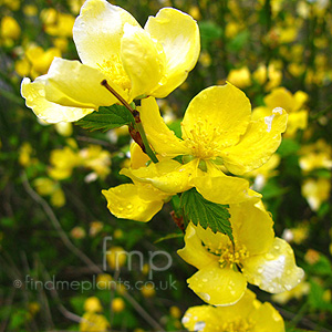 Kerria Japonica 'Golden Guinea'