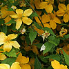 Kerria Japonica